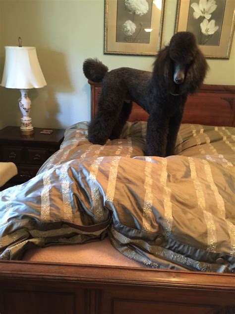 The length of body (sternum to. Pin by Alvia Lewis on Black Standard Poodle | Black ...