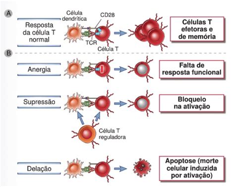 Como Nosso Sistema Imunológico Nos Tolera Deviante