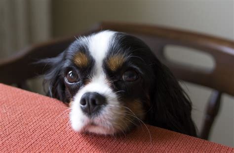 6 Ways To Help An Extra Hungry Dog Petmd