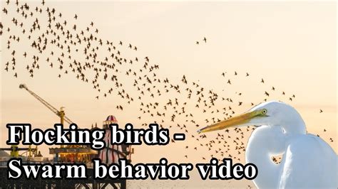 Flocking Birds Swarm Behavior Youtube