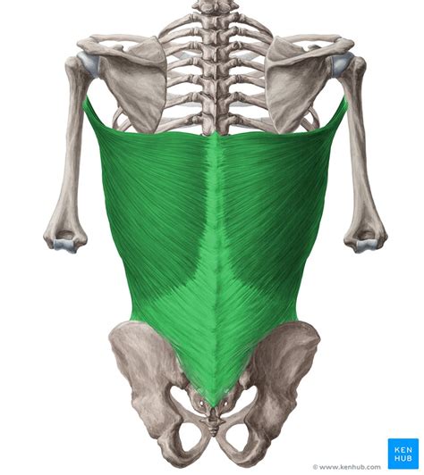 Latissimus Dorsi Muscle Latissimus Dorsi Human Body Anatomy Body
