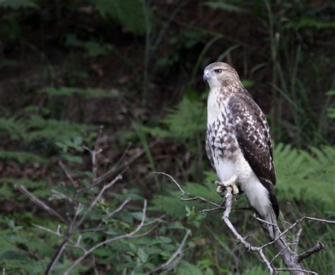 Hawks In Mississippi 6 Species To See In The South