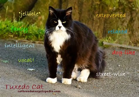 The Tuxedo Cat Cat Breeds Encyclopedia