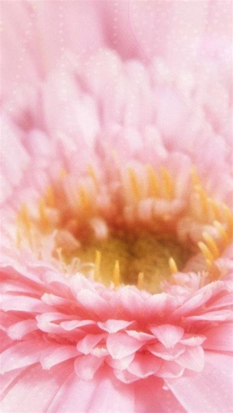 Dreamy Pink Blossom Flower Macro Iphone Wallpapers Free Download