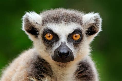 Lemur Face Close Up Portrait Of Madagascar Monkey Ring Tailed Lemur