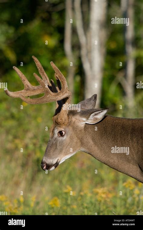 White Tailed Buck Odocoileus Virginianus In Velvet Stock Photo Alamy