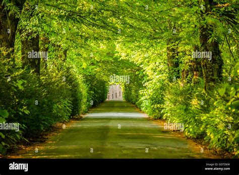 Tree Covered Shady Way And Green Alley With Close Trees Hi Res Stock