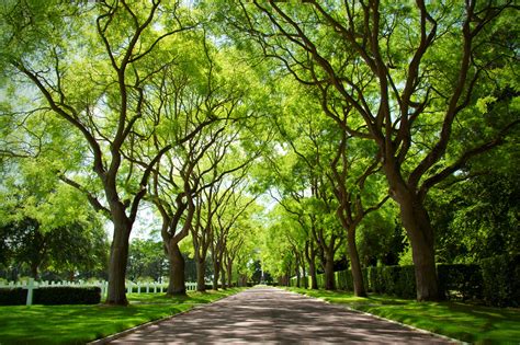 Find out information about free canopy. Green Canopy Free Stock Photo - Public Domain Pictures