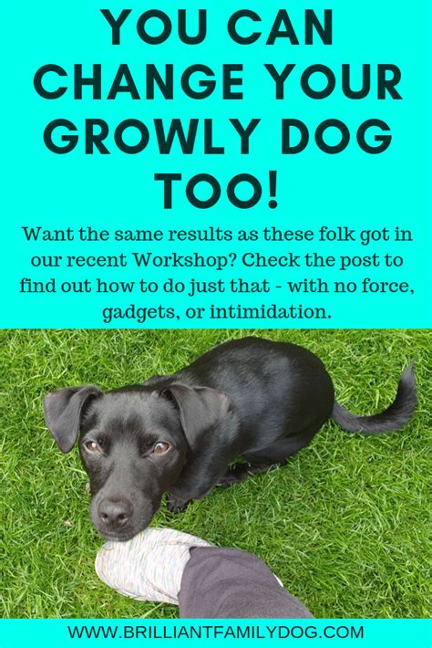 This is perfectly normal, your little pup may have expended a lot of energy and considering that a dog only has sweat glands on their feet, they often cool down by panting with their mouth wide open. Results from the Growly Workshop | Best dogs for families ...