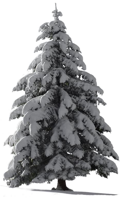 Christmas Tree Snow For My Watcher Stock Tree Photoshop Snow