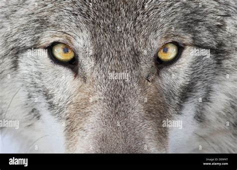 A Close Up Photo Of A Menacing Wolf With A Yellow Eyes Stock Photo Alamy