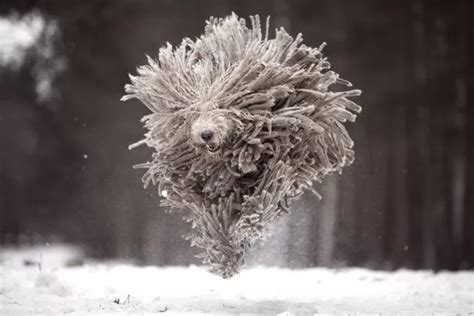 Adorable Dog Looks Just Like A Mop As He Frolics In The Snow With Four