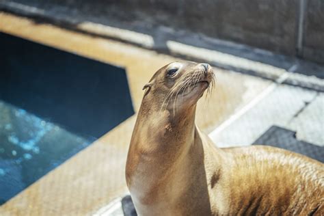 Sea Lions Are Washing Ashore Sick Aggressive How To Help Los