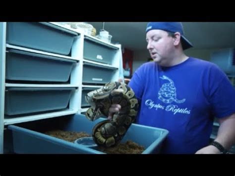 How We Set Up A New Snake Rack YouTube