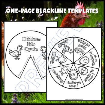 See more ideas about life cycles, chicken life cycle, life cycles preschool. Animal Life Cycle Activities (Chicken Life Cycle Craft) by ...
