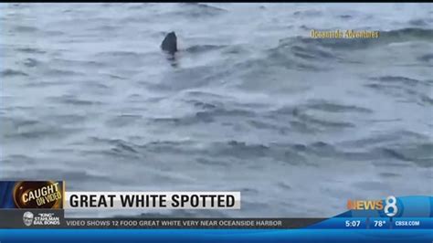 shark alert great white spotted near oceanside harbor