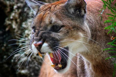 Michigan Dnr Looking Into Dangerous Cougar Sightings In The State