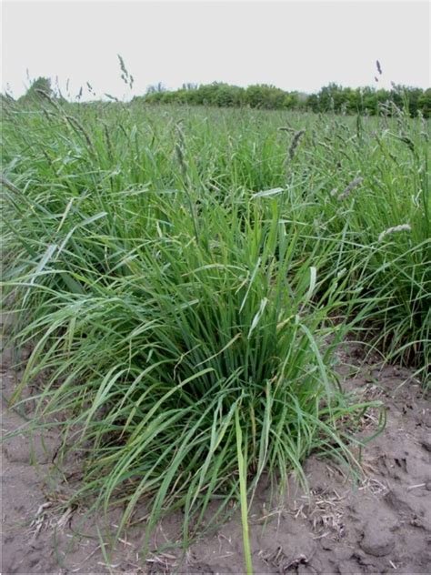 Forage Grass — Greener Valley Supply Llc