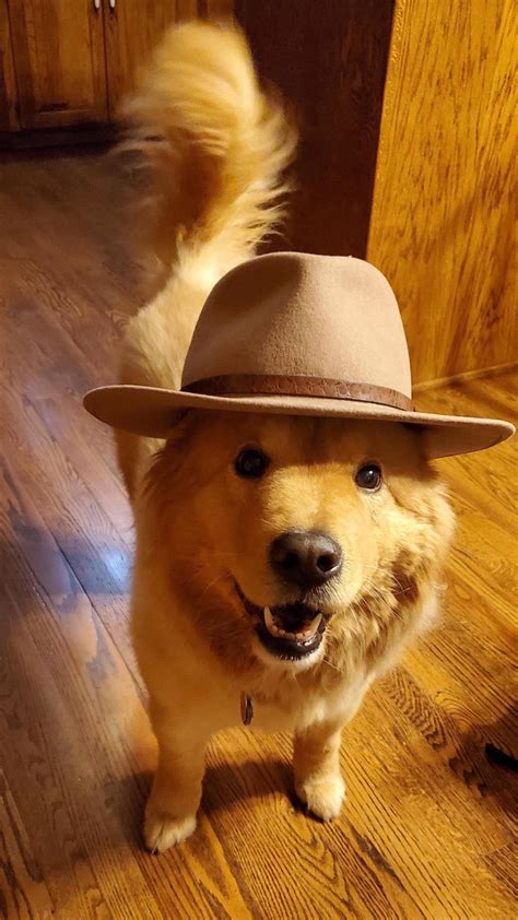 Psbattle Dog With A Hat On Its Head Photoshopbattles