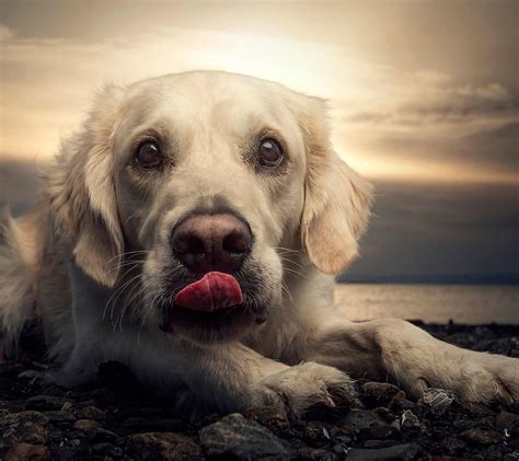 Adult Light Golden Retriever Animals Dog Hd Wallpaper Wallpaper Flare