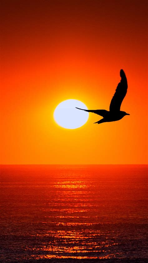 Sea Bird At Sunset Wallpaper