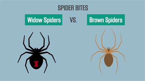 Which spider bites can be fatal? Spider Bites: Black Widow vs. Brown Recluse - YouTube