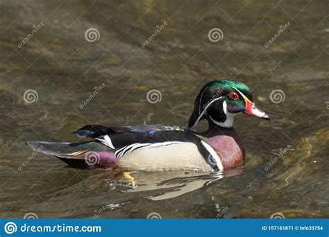 American Carolina Wood Duck Stock Image Image Of Endangered