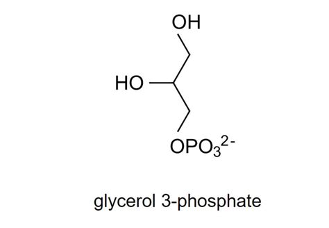 Please Help Biology Glycerol 3 Phosphate An Organic Molecule Is