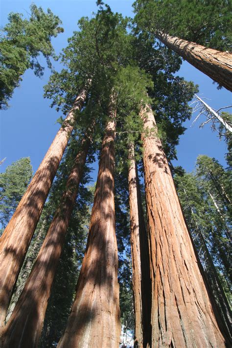 Sequoia Sempervirens Sequoia Sempervirens The Genus In Th Flickr