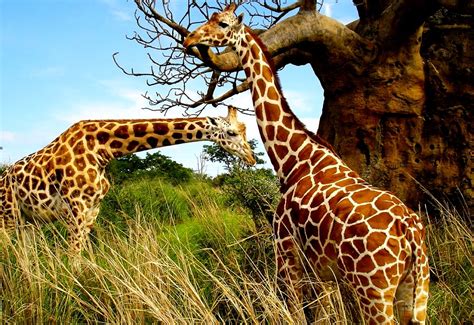 Giraffe Wildlife Animals Background Download Best Free Photos