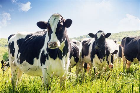Helping Dairy Farmers Raise Healthy Cows Mit News Massachusetts