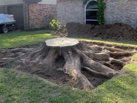 How To Remove A Tree Stump By Hand Uk Myesha Beauchamp