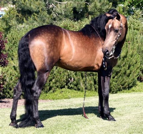 Buckskin horse colorbuckskin horse associationbuckskin horse factsdun horsedun horse colordun horse imagesgrulla horsegrulla horse colorgrulla horse color. Morgan Colors- Buckskin Morgan Horses. THE BRONZE PROMISE (UVM Promise x Cascade Cadence), 1994 ...