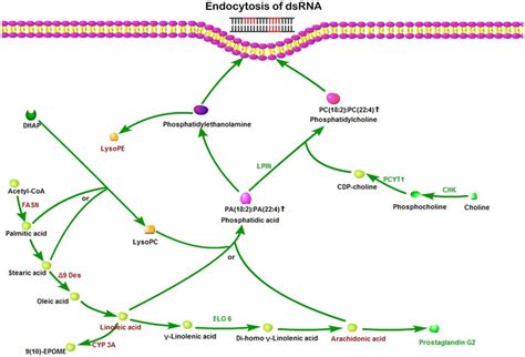 Schematic Map Of Fatty Acid Biosynthesis And Metabolism Acetyl Coa Is