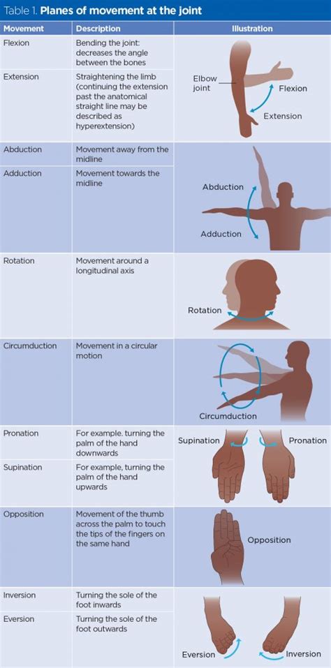 This Image Shows Some Examples Of The Movements Of Joints And Their