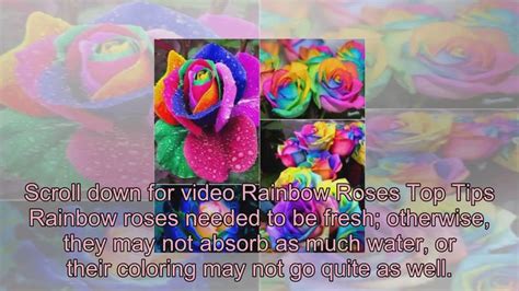 Diy Heres How You Can Make Your Own Rainbow Roses Youtube