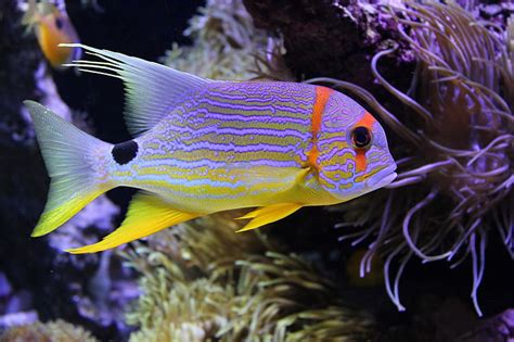 Hd Wallpaper Animals Fish Underwater Sea Life Colorful Animal