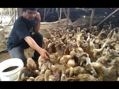 Our system stores budidaya maggot bsf apk older versions, trial versions, vip versions, you can see here. #9 Maggot bsf - Solusi pakan murah protein tinggi bebek dan ayam... - YouTube