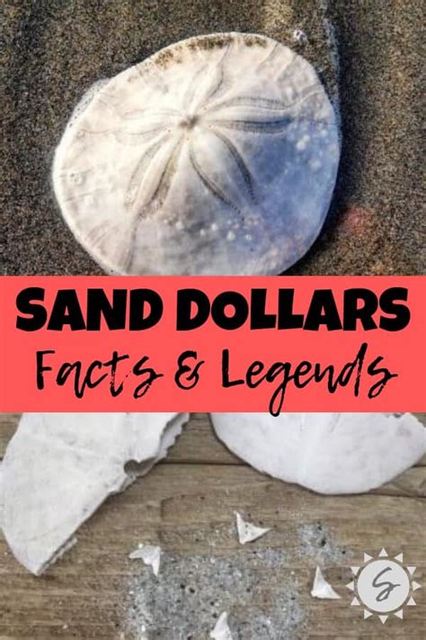 Sand Dollar Facts And Legends Mermaid Coins Religious Symbol