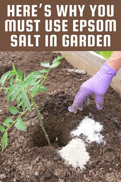 Heres Why You Must Use Epsom Salt In Garden Gardening Sun Epsom