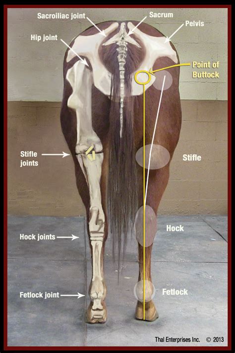 To diagnose a fractured tibia, a doctor will ask about a person's medical history and how the injury happened. Fracture of Radius or Tibia - Horse Side Vet Guide