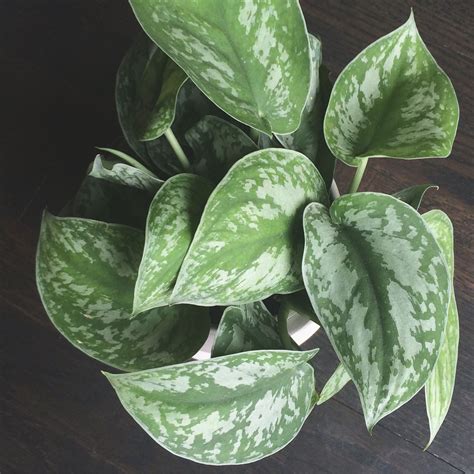 A mature silver satin can grow vines. scindapsus pictus argyraeus | Plant leaves, Plants, House ...