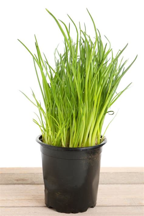 Green Chives In A Po Stock Photo Image Of Culinary 110136924