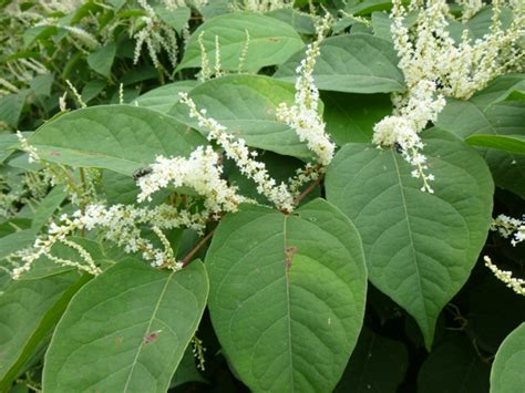 Aux xixe et xxe siècles, la renouée est ainsi plantée dans toute l'europe. La Renouée du Japon (Fallopia japonica) | Jardin partagé ...