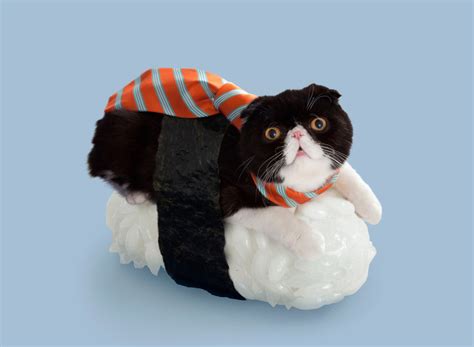 Felines Dress Up With Seaweed And Rice For Sushi Cats Series
