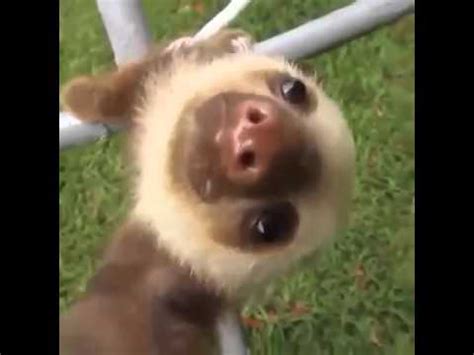 Posted on 14 march, 2019 by xandrox. Perezoso bebe - YouTube