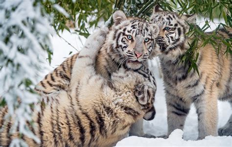 White Siberian Tiger Cubs In Snow Just Wallpapers