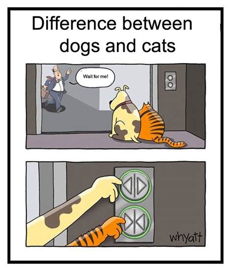 Difference Between Dogs And Cats Funny Animals Dog Cat Funny Cats
