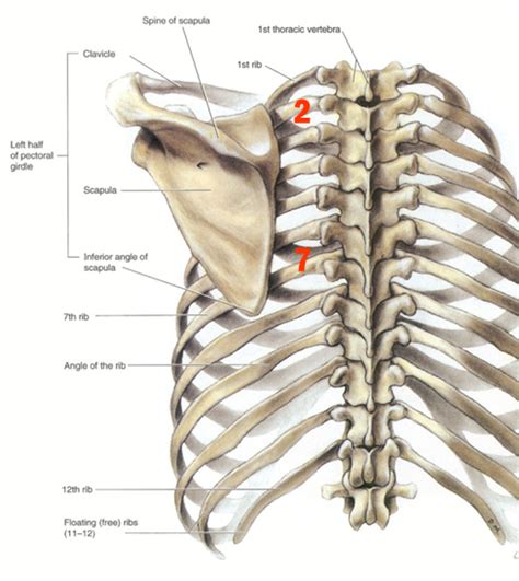 Scapular winging involves one or both shoulder blades sticking out from the back rather than lying flat. ANATOMY LECTURE 4 - SCAP/DELT/PEC/SHOULDER JOINT at Touro University (NV) - StudyBlue