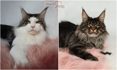 See more of texas giant maine coon cats on facebook. V3 alom/litter :: Heart Stealer Maine Coon Cat Cattery